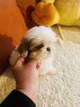 Shih tzu szczeniaczek