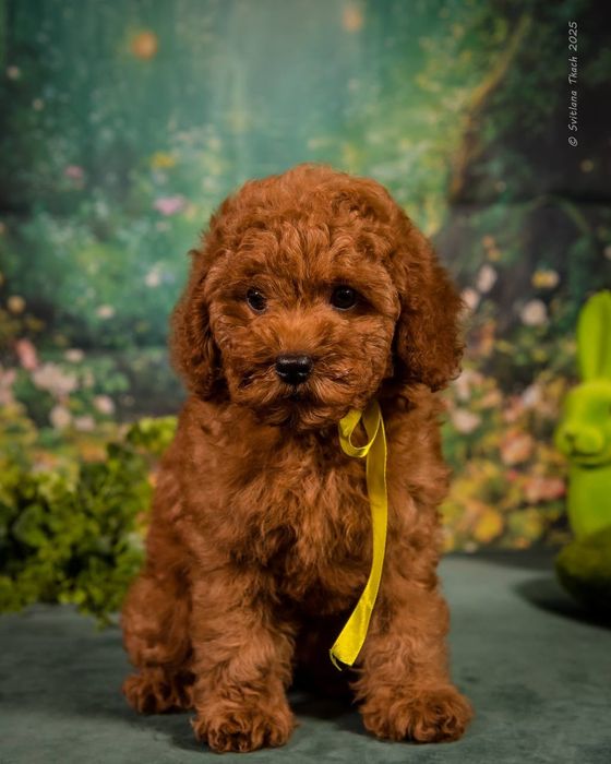 Той пудель дівчинка