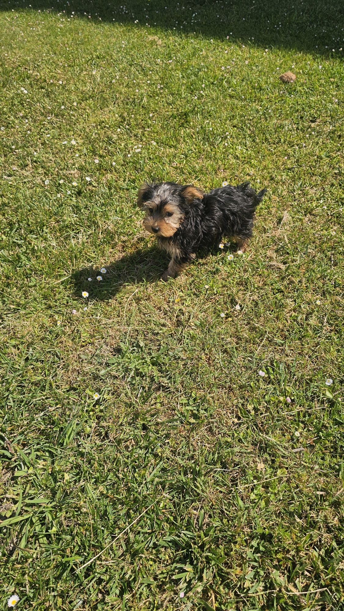 Yorkhire terrier fêmea