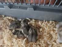 Hamster russo ..