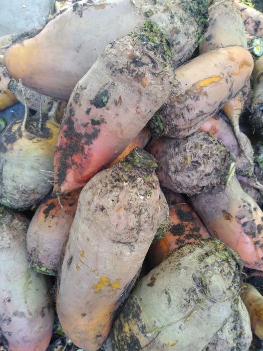 Буряк кормовий чищений