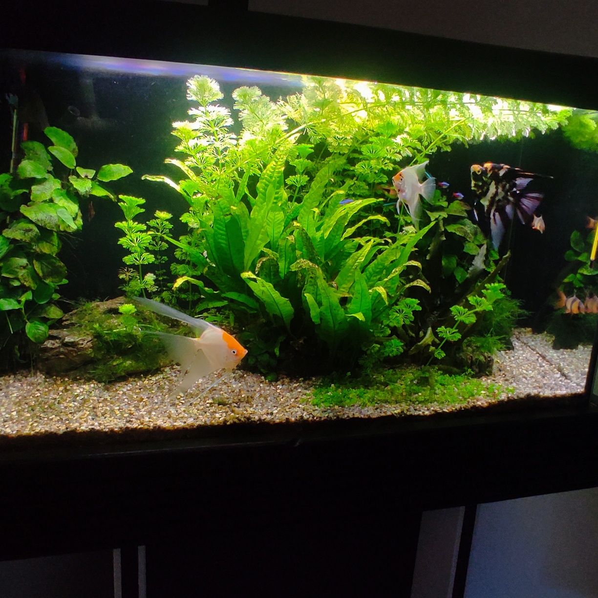 Akwarium 135l zestaw