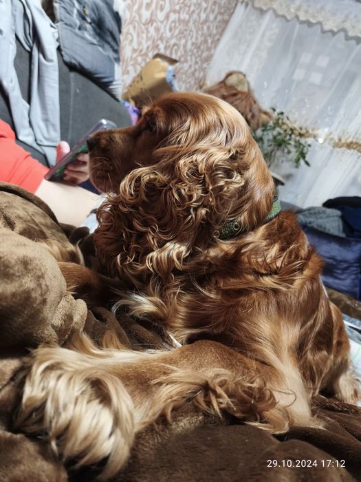 Кокер спаніель жде подружку.