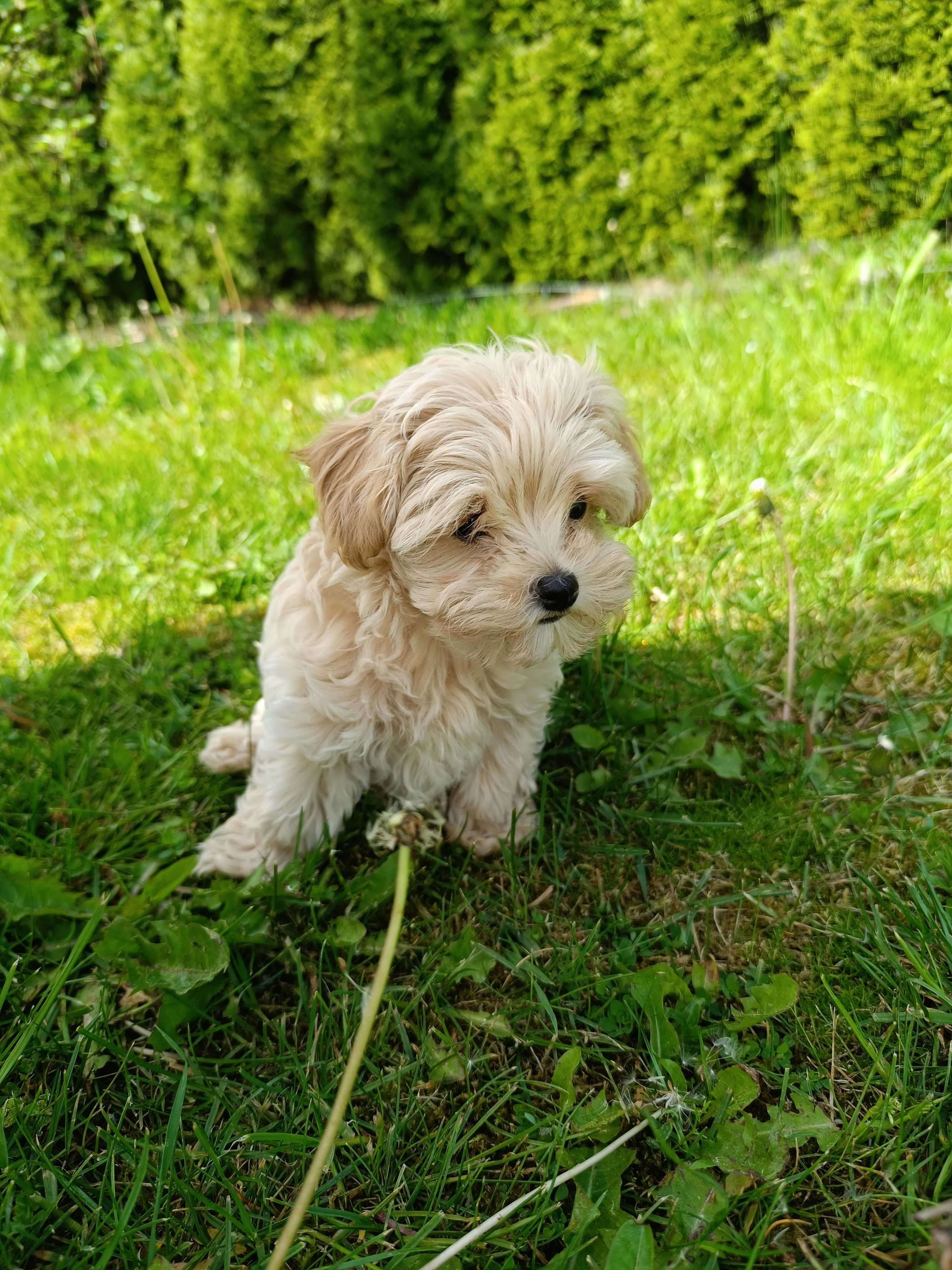 Szczeniak maltipoo