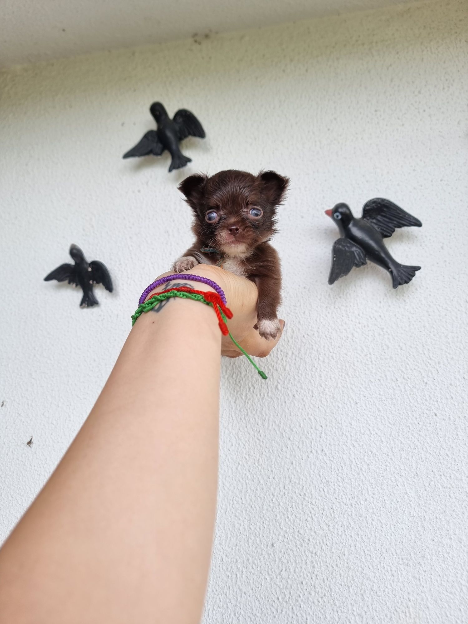 Fabulosa Fêmea Chihuahua  Pêlo Comprido