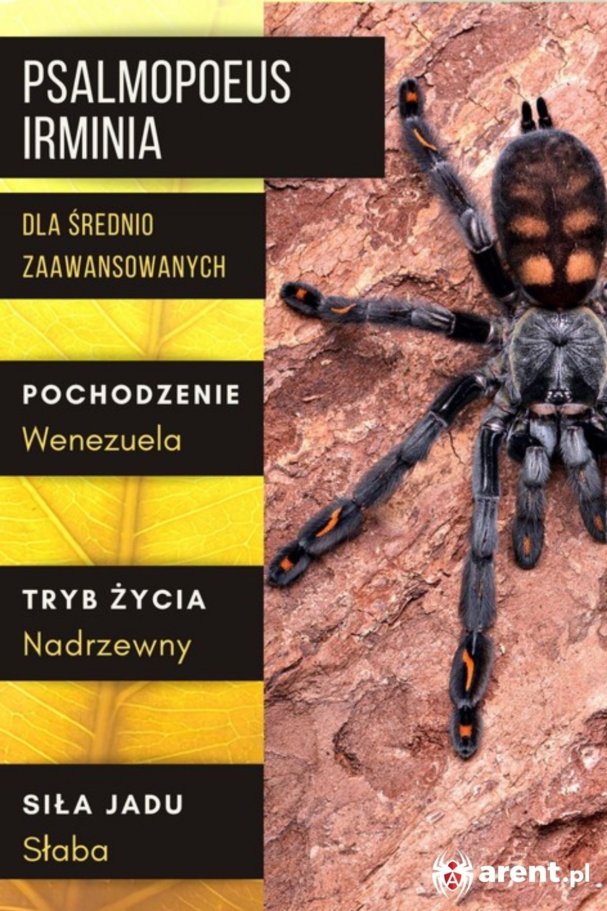 Samica Psalmopeus irmina/zamiana