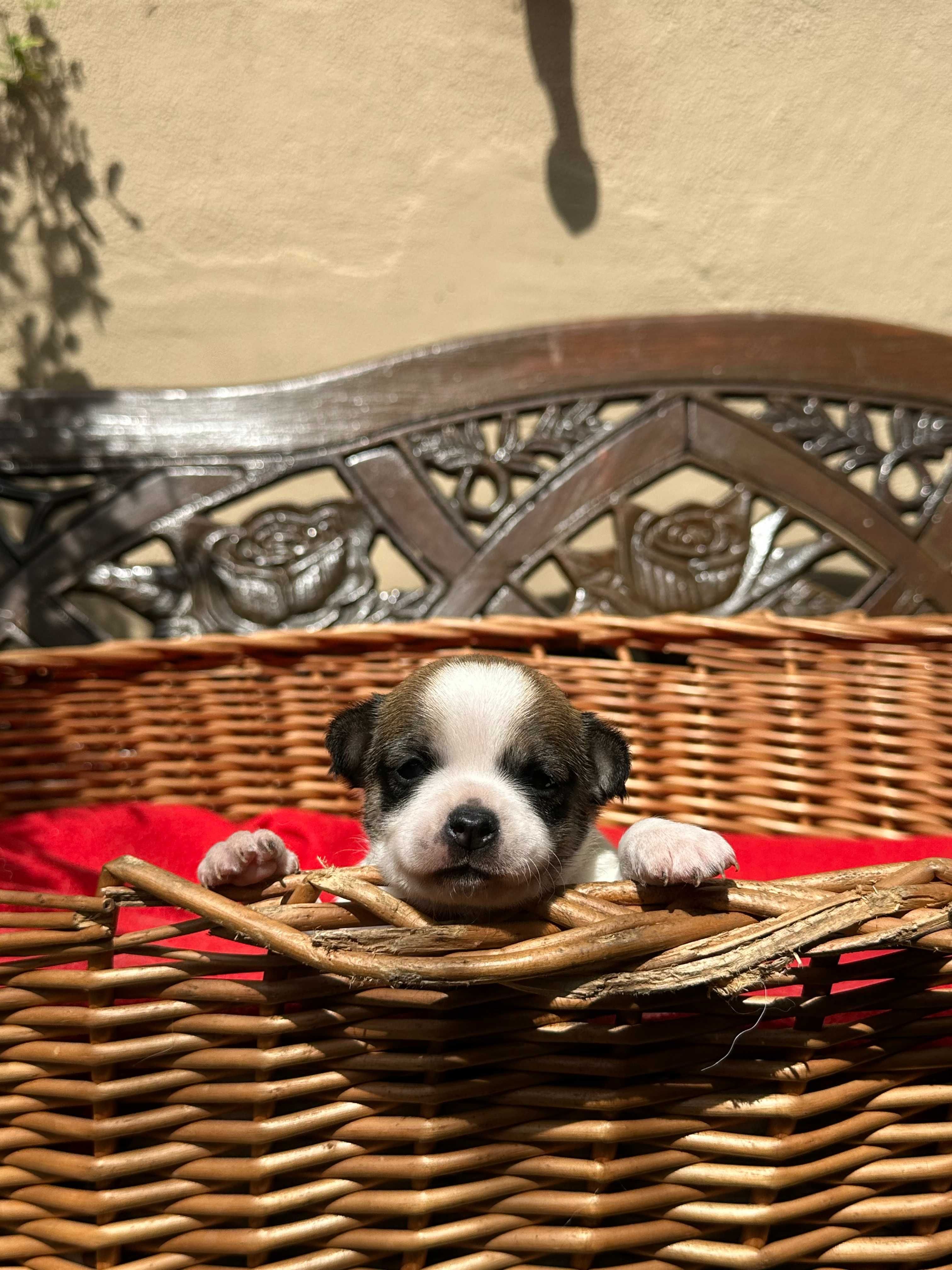 Chihuahua piesek  Zarezerwowany