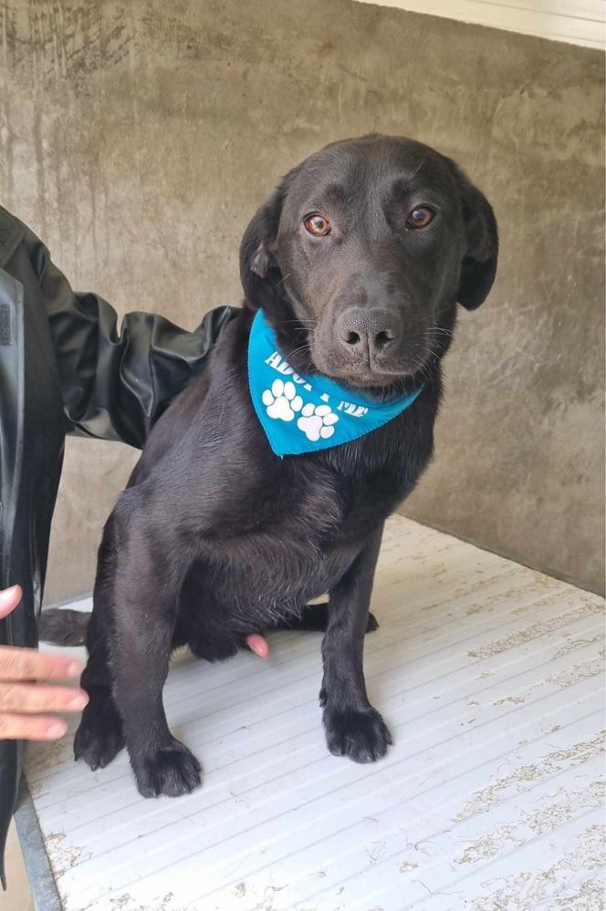 Buddy - 8 meses, xLabrador Retriever