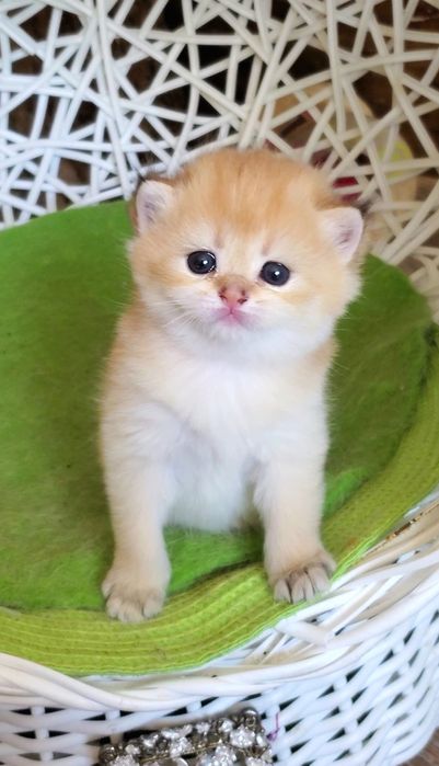 Милые ручные малыши, котята золотая шиншилла