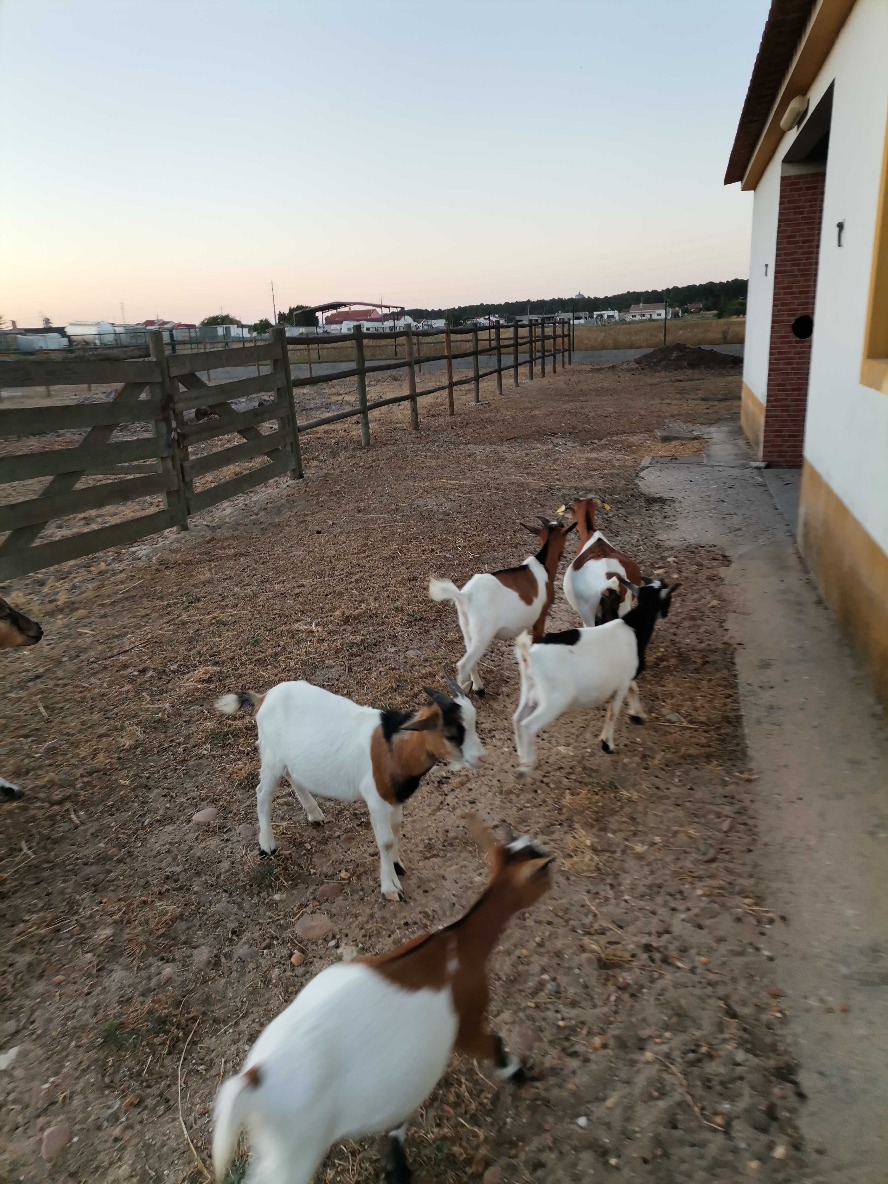 Cabritos E cabras anãs nascidos em Fevereiro.