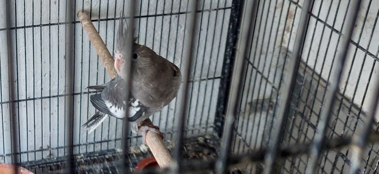 Cedencia de caturras