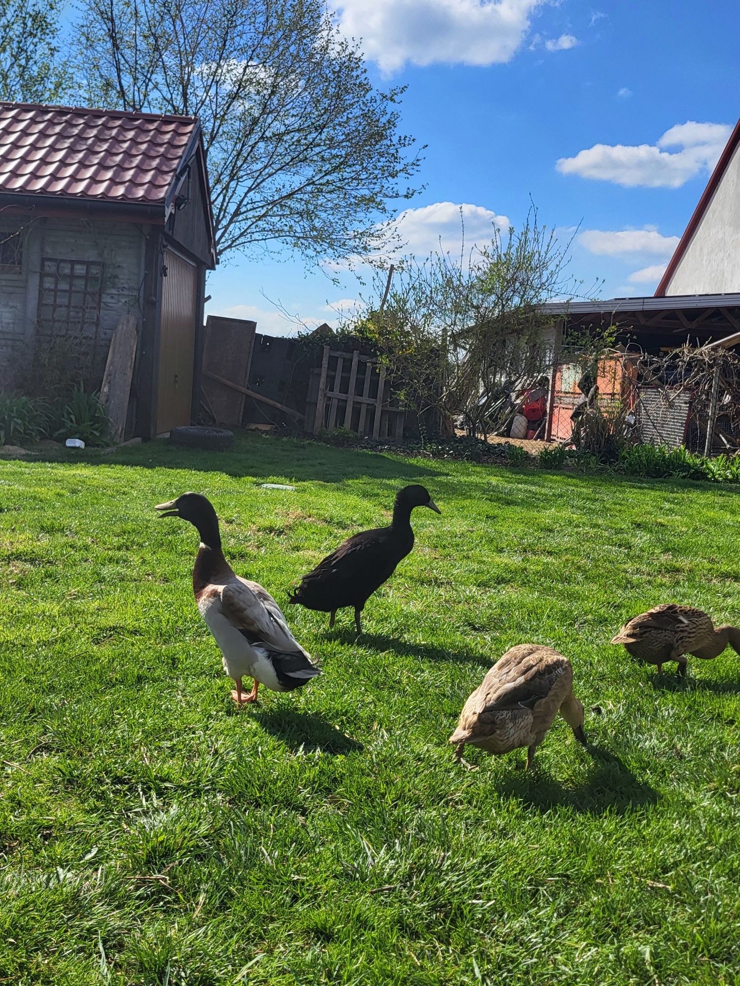 Jaja lęgowe kaczek biegusów oraz młode kaczki