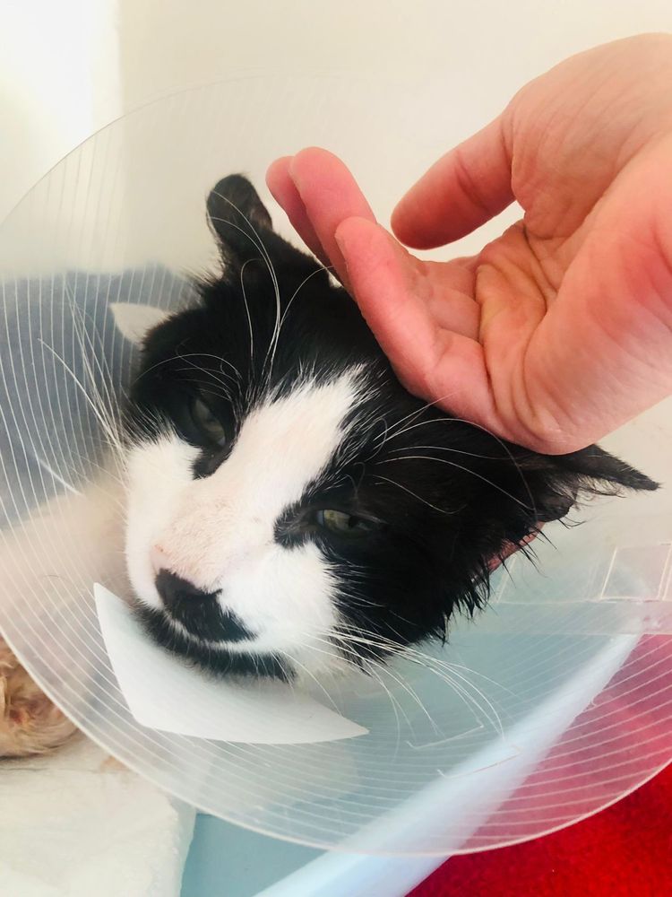 Yinyang - Gato procura familia fe acolhimento