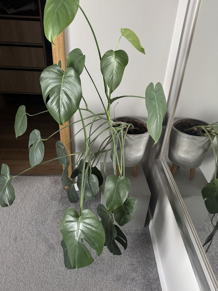 Monstera kwiat piekny zdrowy