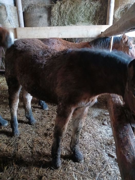 Dwie żrebówki 6miesiecy