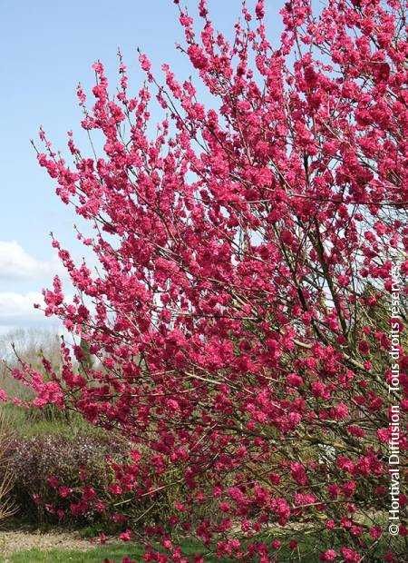 Brzoskwinia ozdobna - Prunus persica "Taoflora", unikat, duże drzewka!