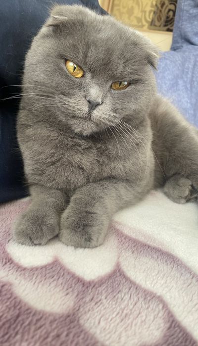 Шотландське кошеня