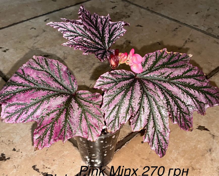 Бегоніі рекс та кейн