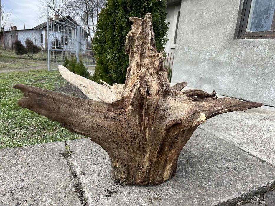 Пиньок Дубовий для виготовленя столу