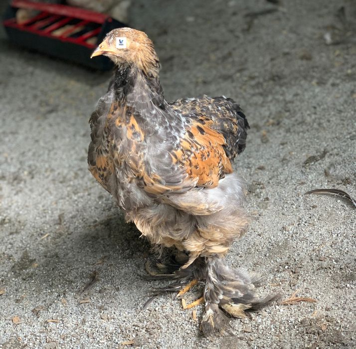 Ovos Brahma Mil flores