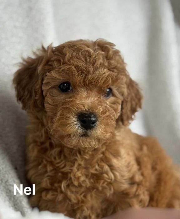 Bichpoo f1B Maltipoo Pudel Frispoo Bichon