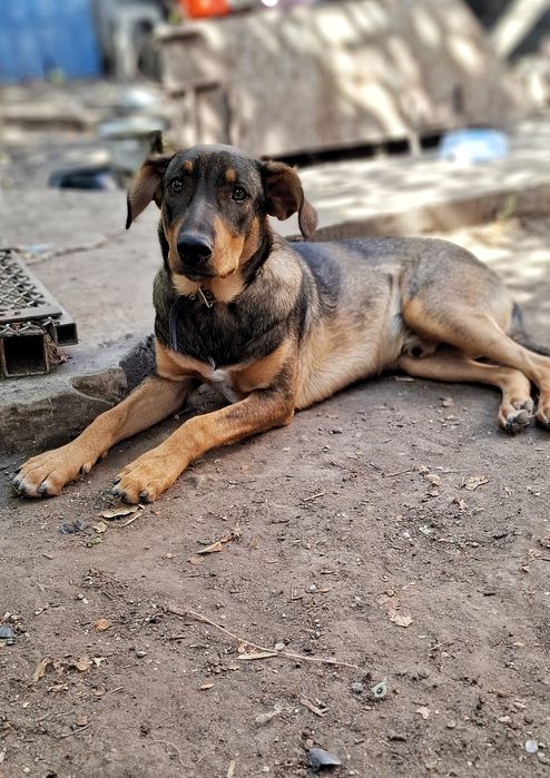 Ищет дом крупный пес, на охрану.