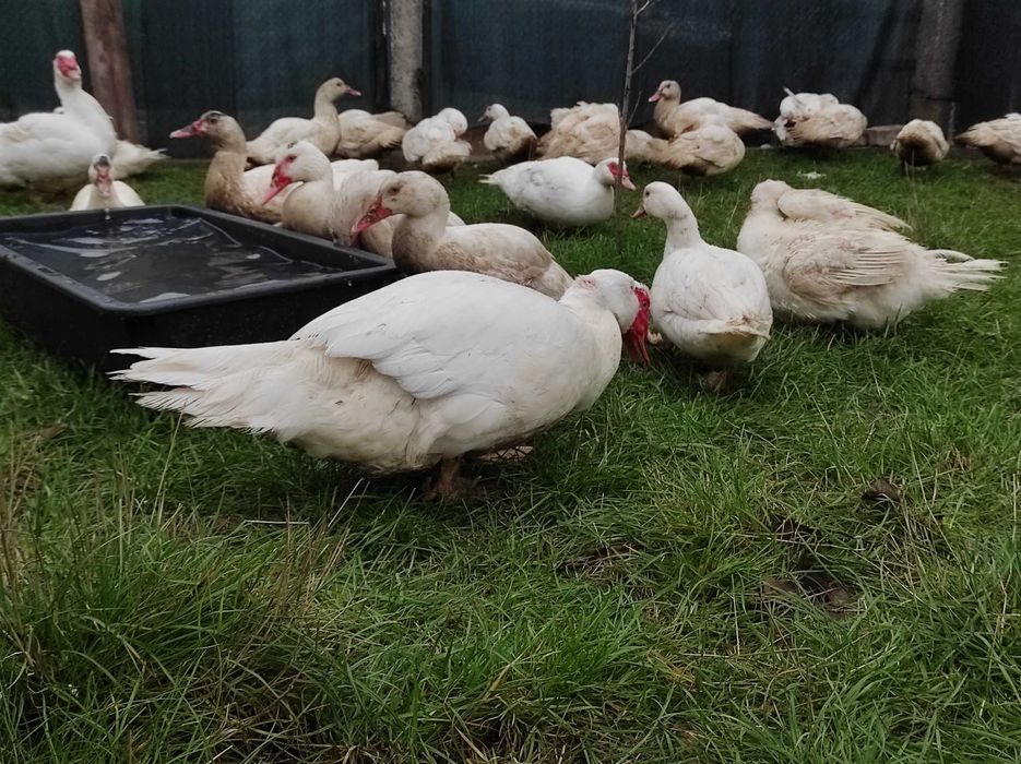 Мускусні качки важка лінія німецька селекція, молодняк та дорослі