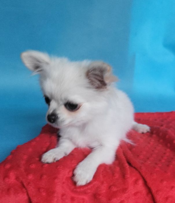 Chihuahua piesek sprzedam