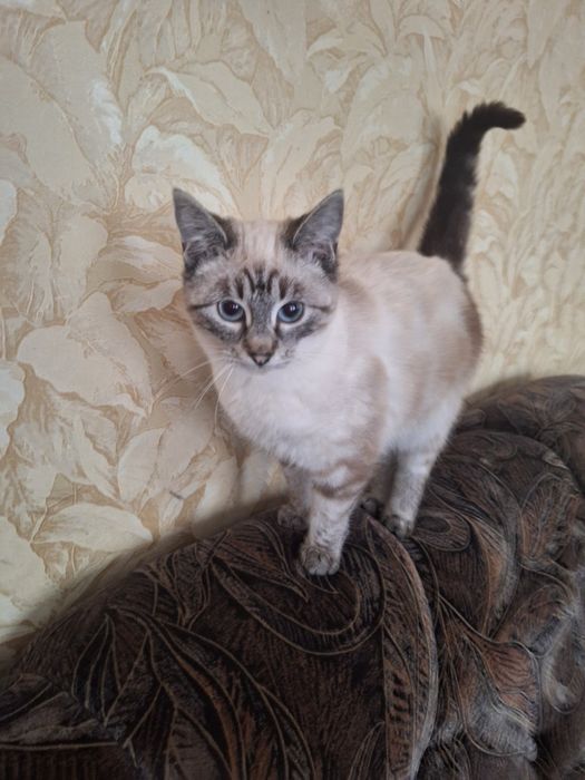 Віддам в добрі руки