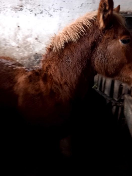 Sprzedam źrebaka zimnokrwisty