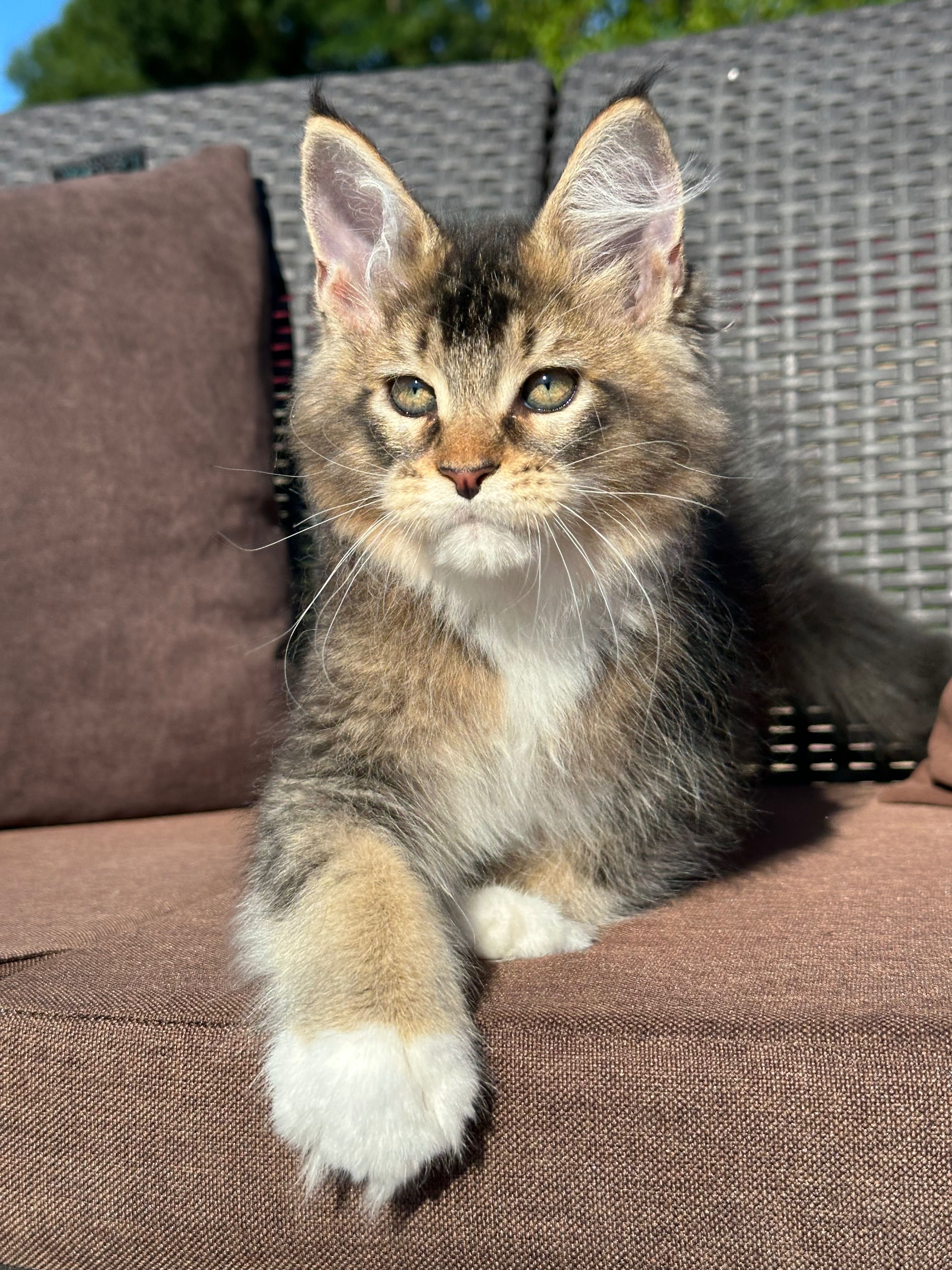 Stark-kocurek Maine Coon