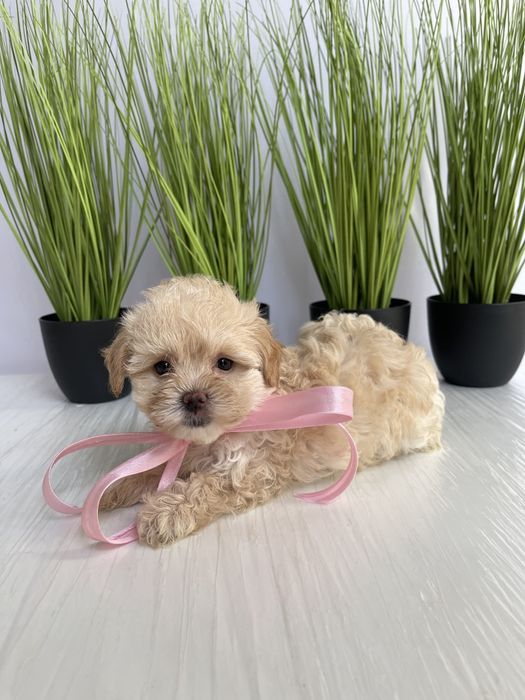 VIP Мальтипу F1  — Ваша майбутня подружка або друг вже чекає