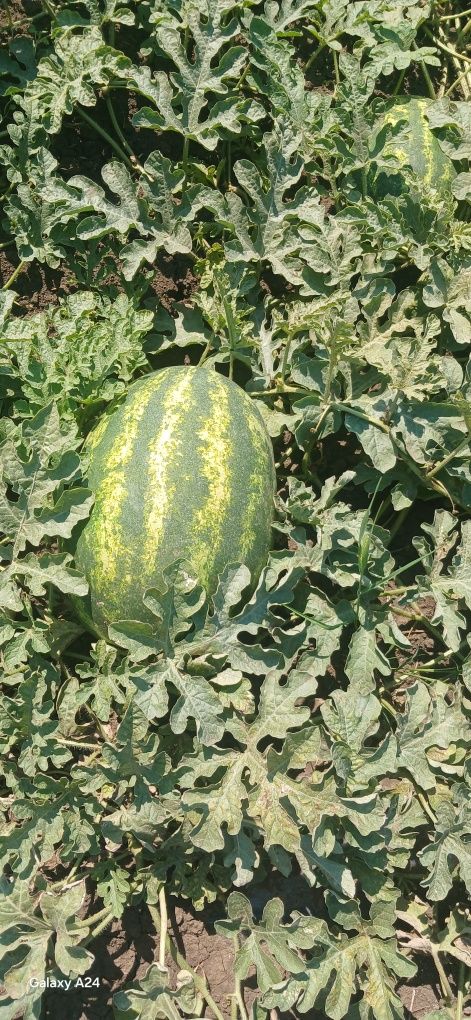 Продаж кавуна оптом