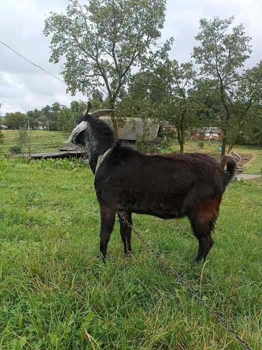 Козлик породи Англо Нубієць вік 11 місяців