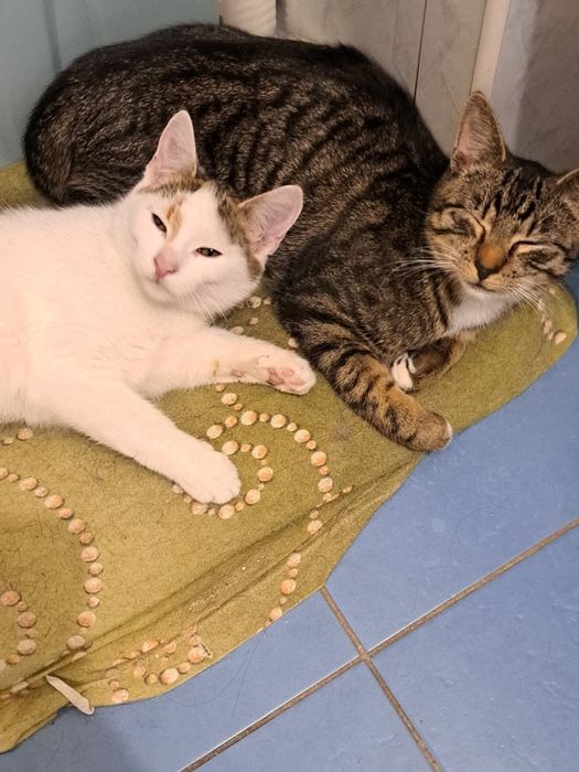 Koteczka Rysia czeka na dom