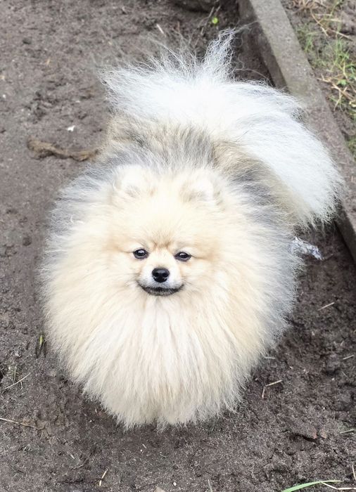 Pomeranian szpic miniaturowy zkwp FCI