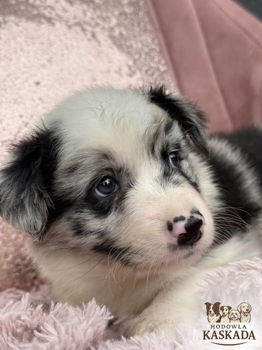Border Collie Gotowe do odbioru