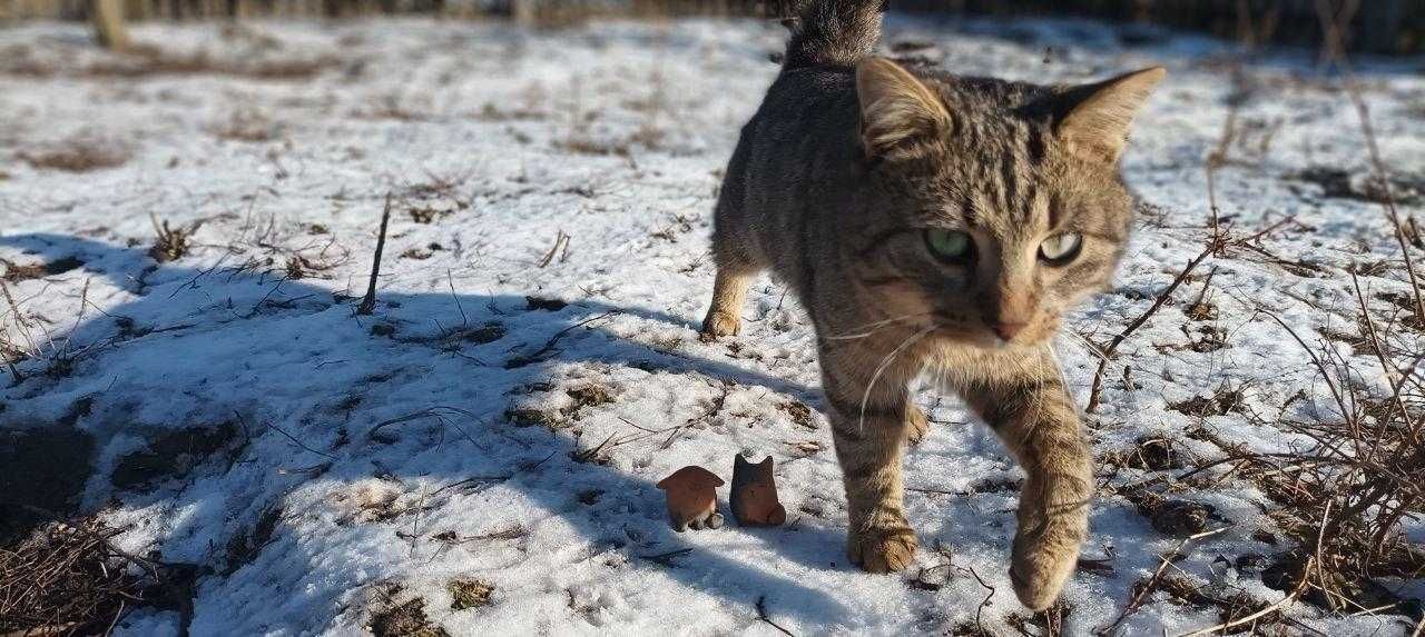 Котик-щуролов, охоронець хати й зірка соцмереж, кіт Степан