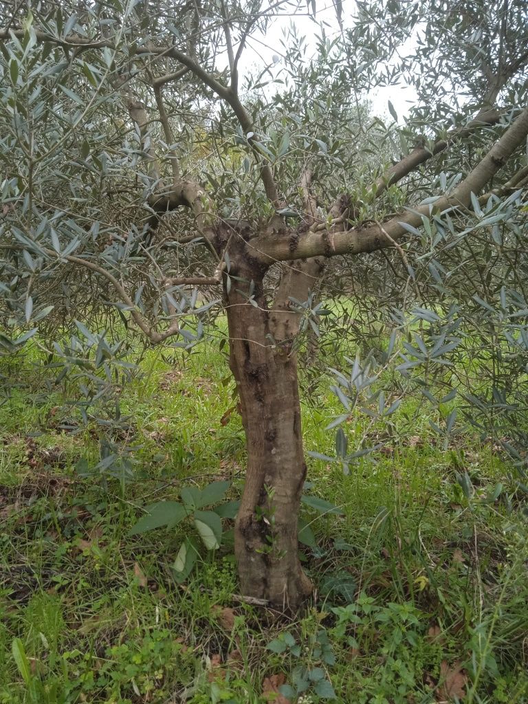 Oliveiras para Jardim