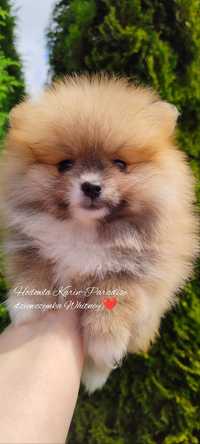 Szpic miniaturowy pomeranian suczka Orange