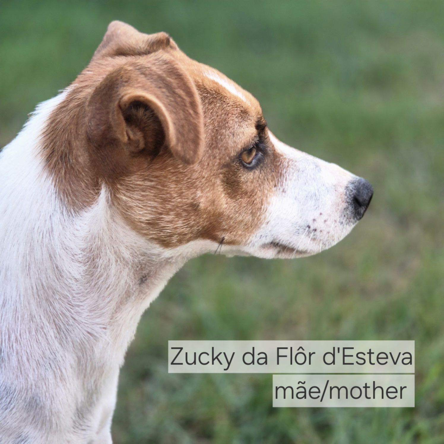 Jack Russell Terrier com Pedigree e Afixo