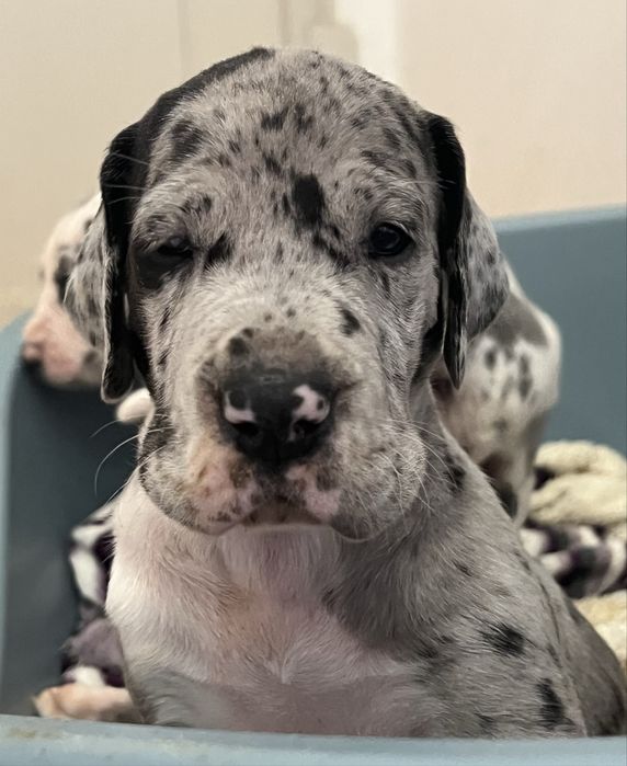 Dogue Alemao Merle com Lop