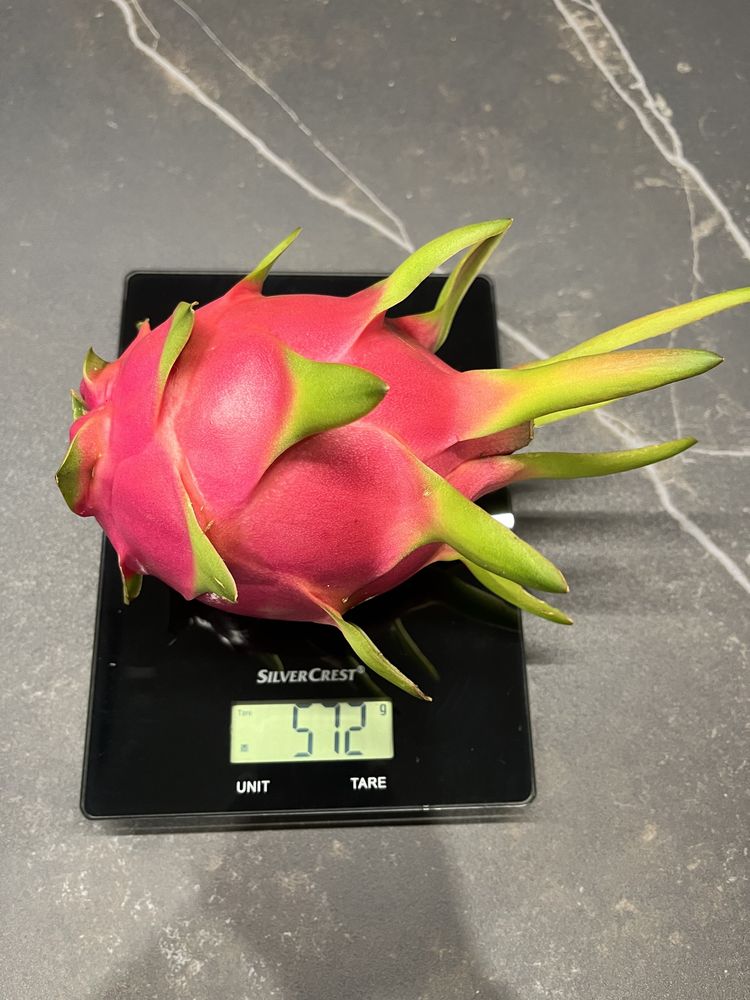 Mudas de pitaya autopolinizantes e autoferteis