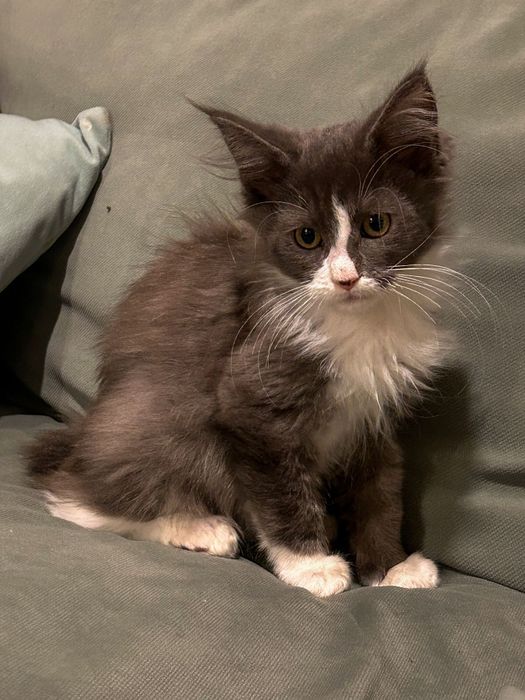 Dostojny Kocurek Maine Coon