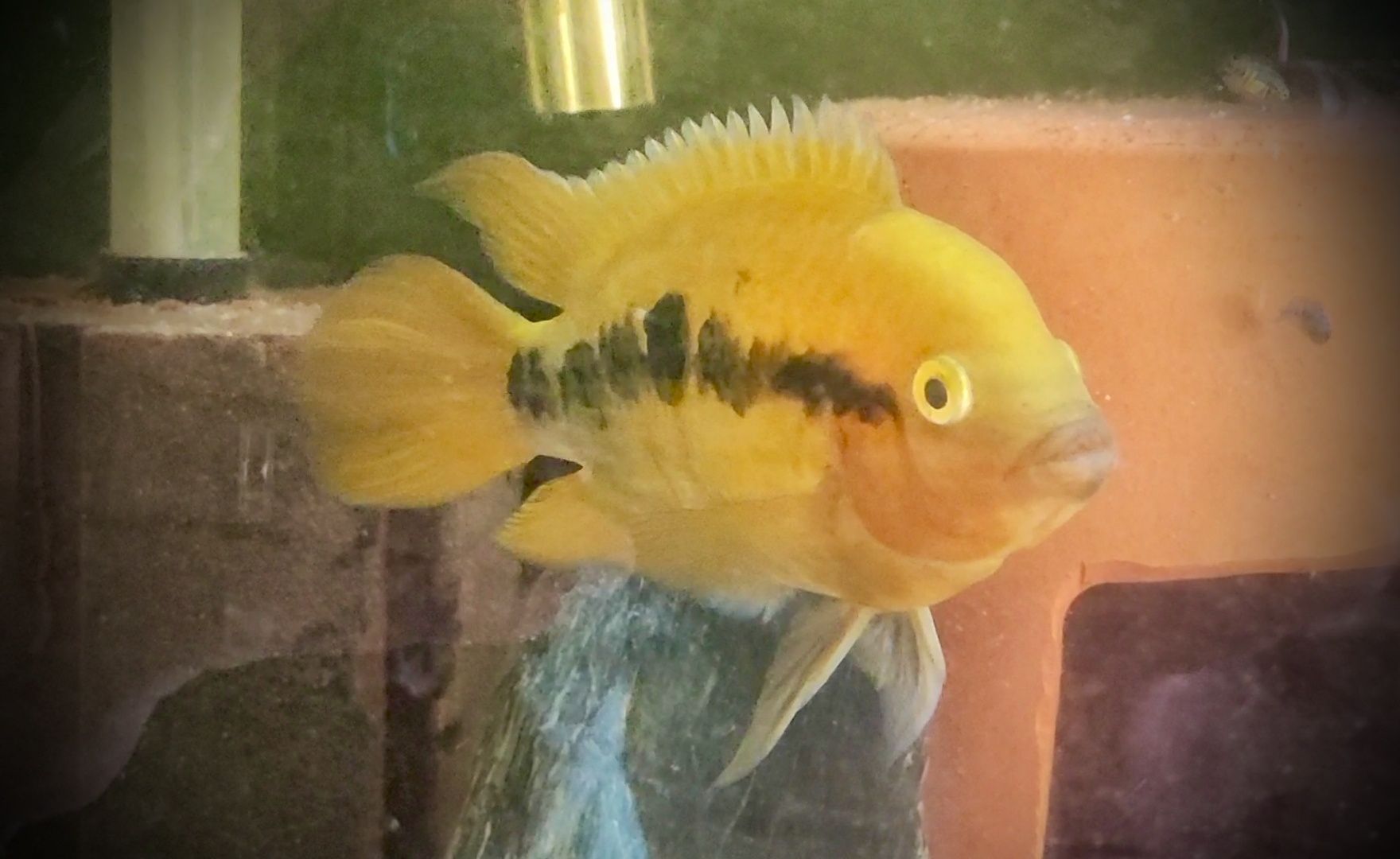 Ciclídeo Herotilapia Multispinosa