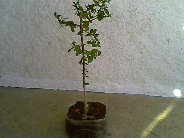 Bonsais (Ligustrum, Crassula, Serissa Foetida)