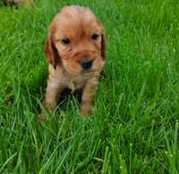 Cocker spaniel suczka oryginalna z rodowodem