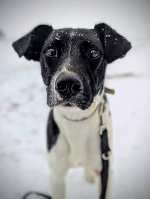 Mućek – łaciaty przystojniak z wielkim sercem szuka swojego człowieka