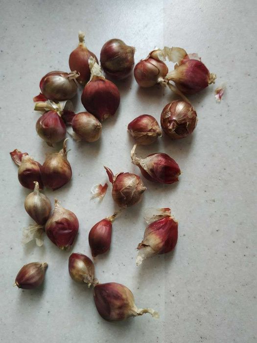 Лук многоярусный