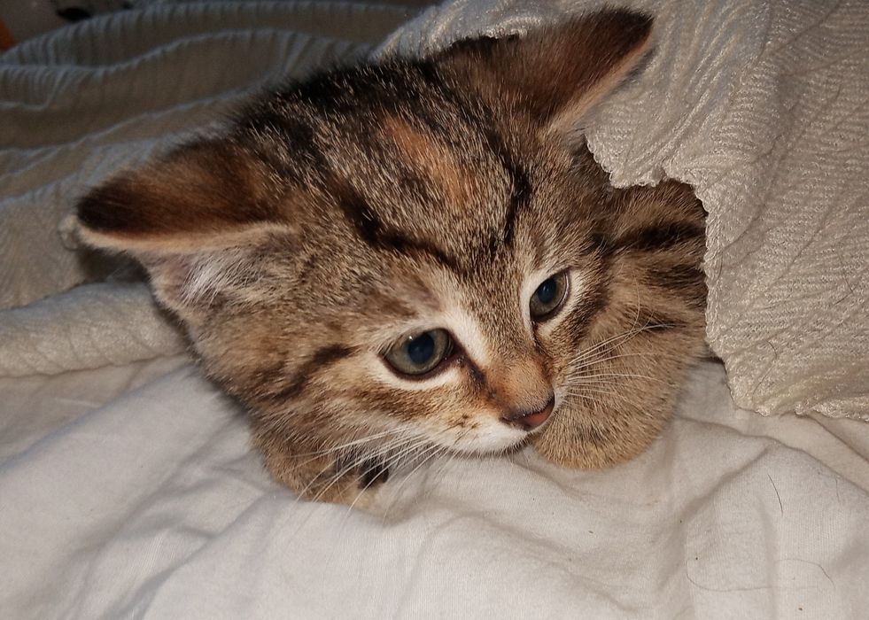 Oddam kotki w dobre rece